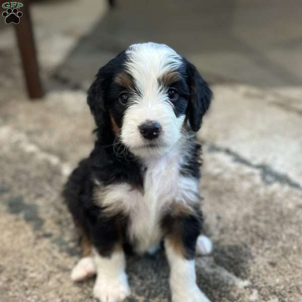 Bria, Mini Bernedoodle Puppy