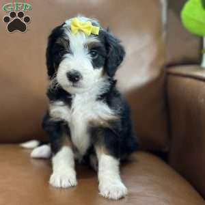 Bria, Mini Bernedoodle Puppy