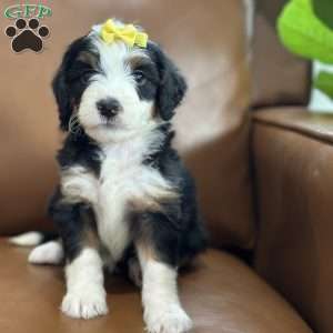 Bria, Mini Bernedoodle Puppy