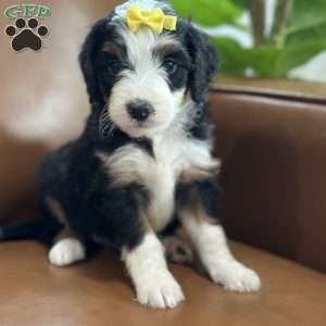 Bria, Mini Bernedoodle Puppy