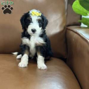 Bria, Mini Bernedoodle Puppy