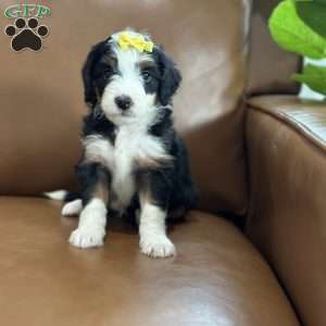 Bria, Mini Bernedoodle Puppy