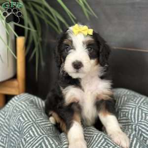 Bria, Mini Bernedoodle Puppy