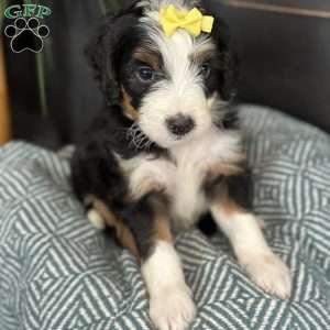 Bria, Mini Bernedoodle Puppy