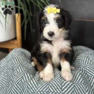 Bria, Mini Bernedoodle Puppy