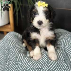 Bria, Mini Bernedoodle Puppy
