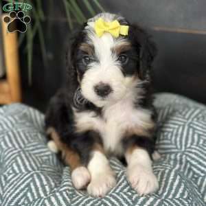 Bria, Mini Bernedoodle Puppy