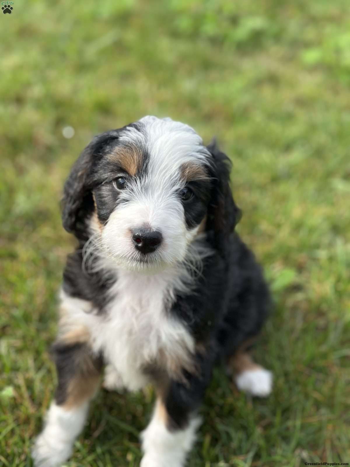 Bria, Doodle / designer cross