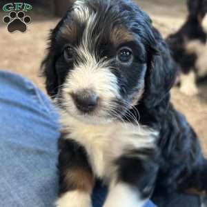 Britton, Mini Bernedoodle Puppy