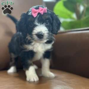 Britton, Mini Bernedoodle Puppy