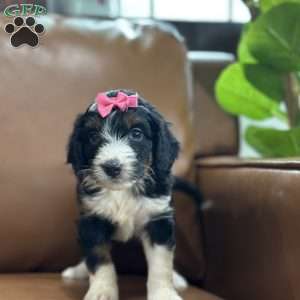 Britton, Mini Bernedoodle Puppy