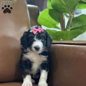 Britton, Mini Bernedoodle Puppy
