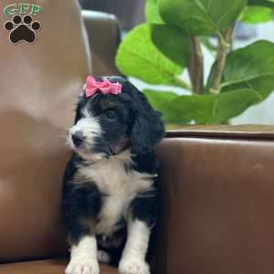 Britton, Mini Bernedoodle Puppy