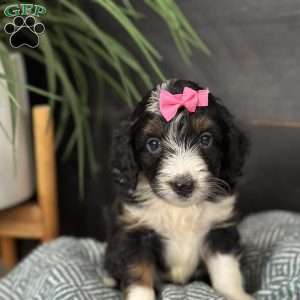 Britton, Mini Bernedoodle Puppy