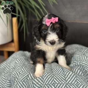Britton, Mini Bernedoodle Puppy
