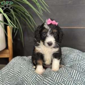 Britton, Mini Bernedoodle Puppy