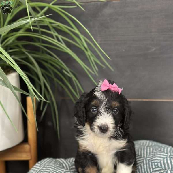 Britton, Mini Bernedoodle Puppy