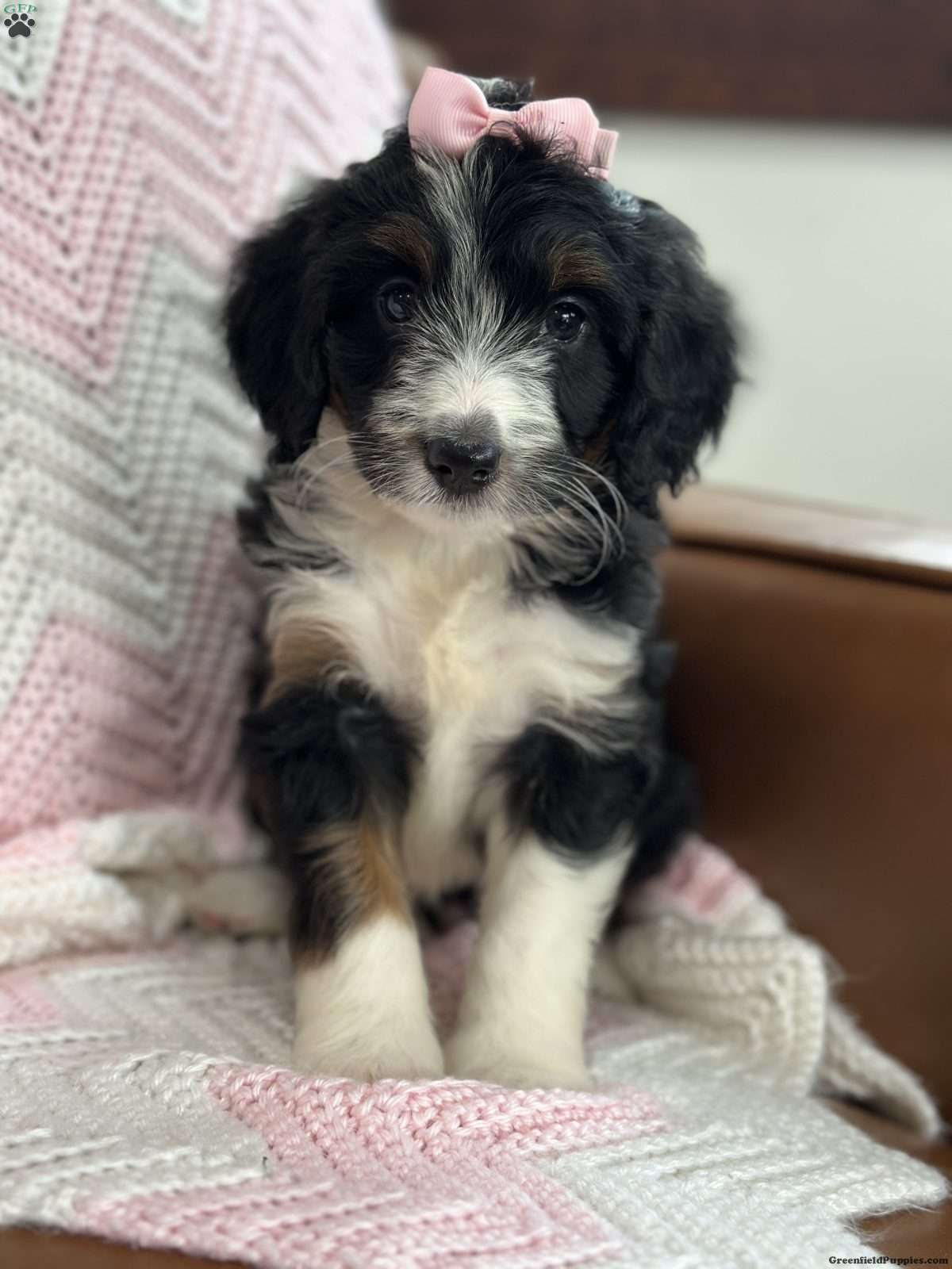 Britton, Doodle / designer cross