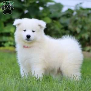 Buddy, Samoyed Puppy