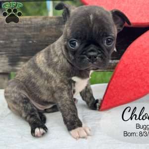 Chloe, Bugg Puppy