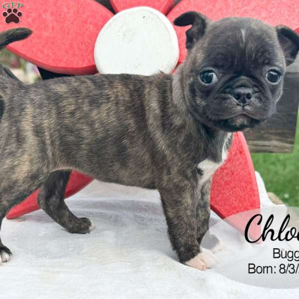 Chloe, Bugg Puppy