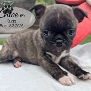 Chloe, Bugg Puppy