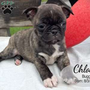 Chloe, Bugg Puppy
