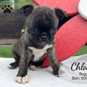 Chloe, Bugg Puppy