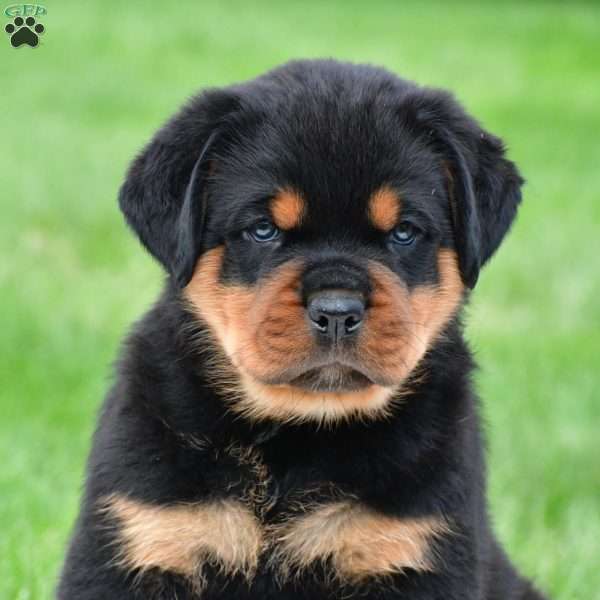 don, Rottweiler Puppy