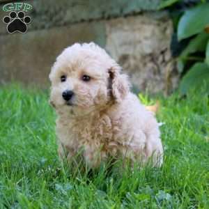 Emma, Bich-Poo Puppy