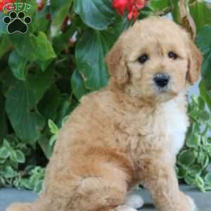 Finnegan, Mini Goldendoodle Puppy