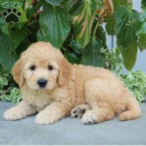 Fiona, Mini Goldendoodle Puppy