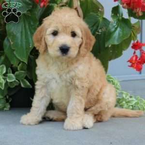 Fiona, Mini Goldendoodle Puppy
