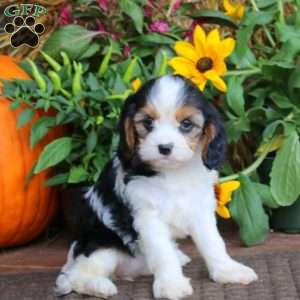 Gigi, Cavapoo Puppy
