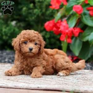 Ginger, Miniature Poodle Puppy