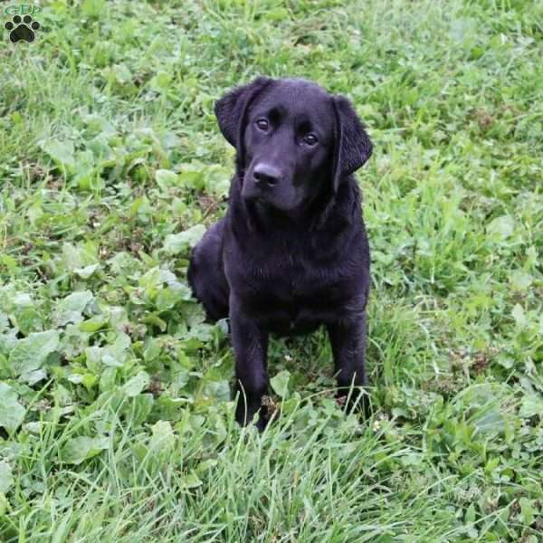 Kaylee, Black Labrador Retriever Puppy