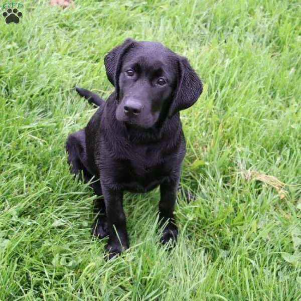 Kari, Black Labrador Retriever Puppy