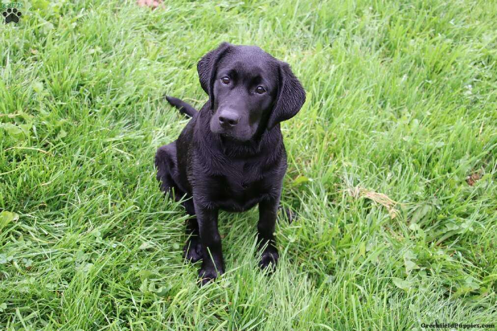 Kari, Labrador Retriever