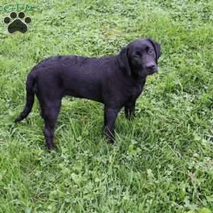 Kari, Black Labrador Retriever Puppy