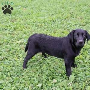 Kaylee, Black Labrador Retriever Puppy