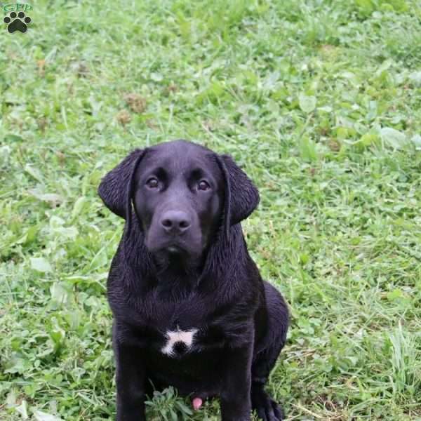 Kade, Black Labrador Retriever Puppy