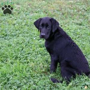 Kari, Black Labrador Retriever Puppy