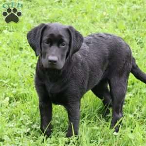 Kari, Black Labrador Retriever Puppy