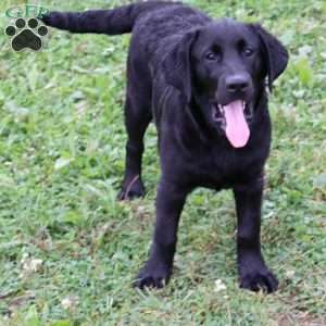 Kaylee, Black Labrador Retriever Puppy