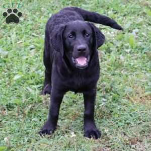 Kari, Black Labrador Retriever Puppy