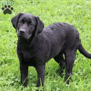 Kari, Black Labrador Retriever Puppy