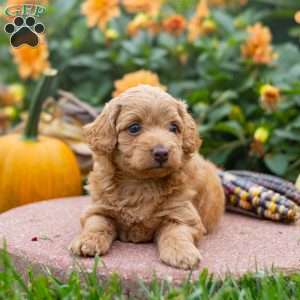 Kai, Mini Aussiedoodle Puppy