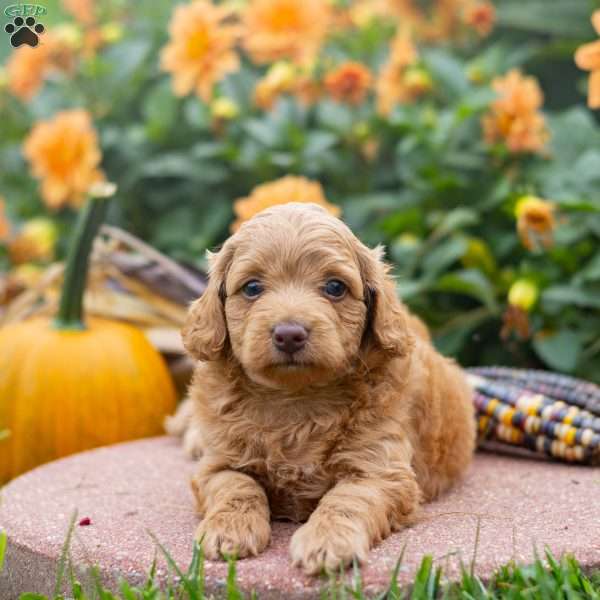 Kai, Mini Aussiedoodle Puppy