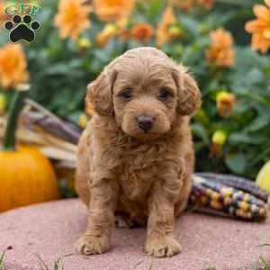 Kai, Mini Aussiedoodle Puppy