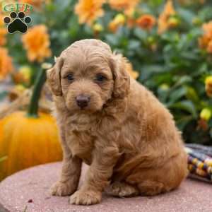 Kai, Mini Aussiedoodle Puppy